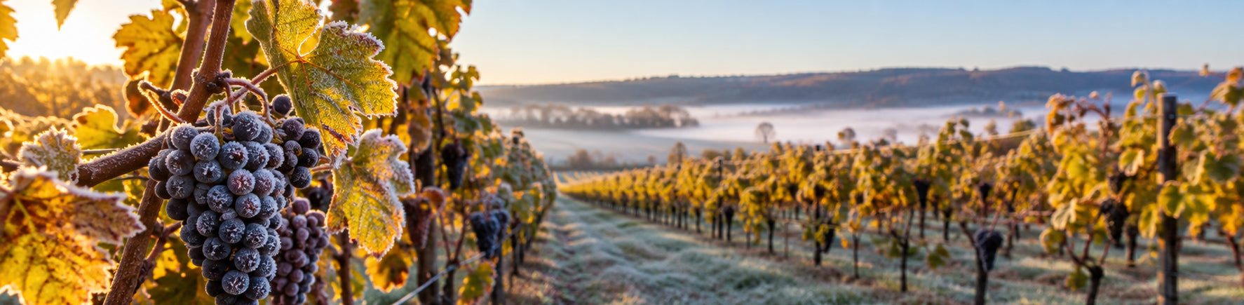 Is Your Crop Ready for the First Fall Frost? How In-Field Data Buys You Time