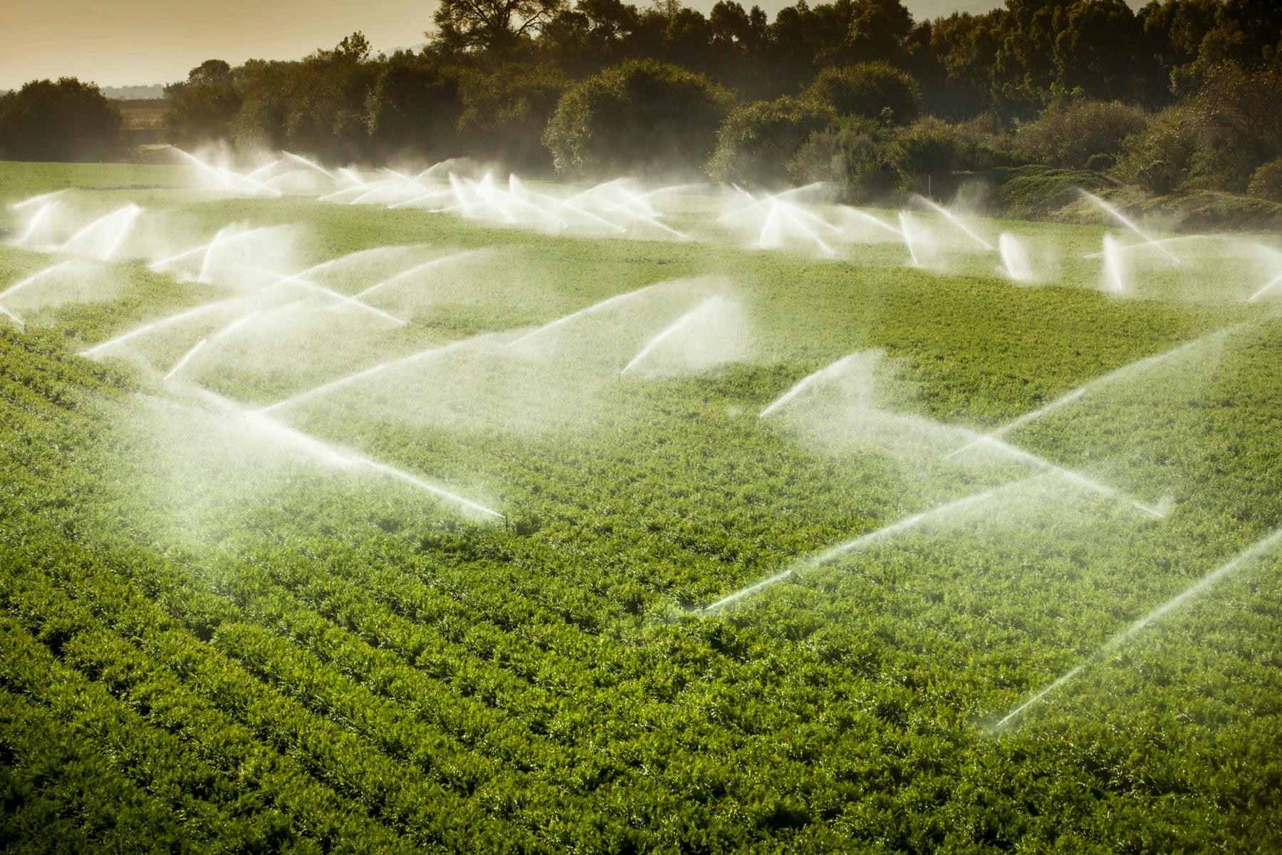 Irrigation with EnviroMonitor & mobilize helps farmers get more out of their water and efforts