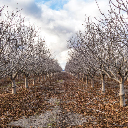 How to Monitor Chill Accumulation for Fruit Trees This Winter