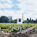 soil moisture and temperature sensor station installed in field